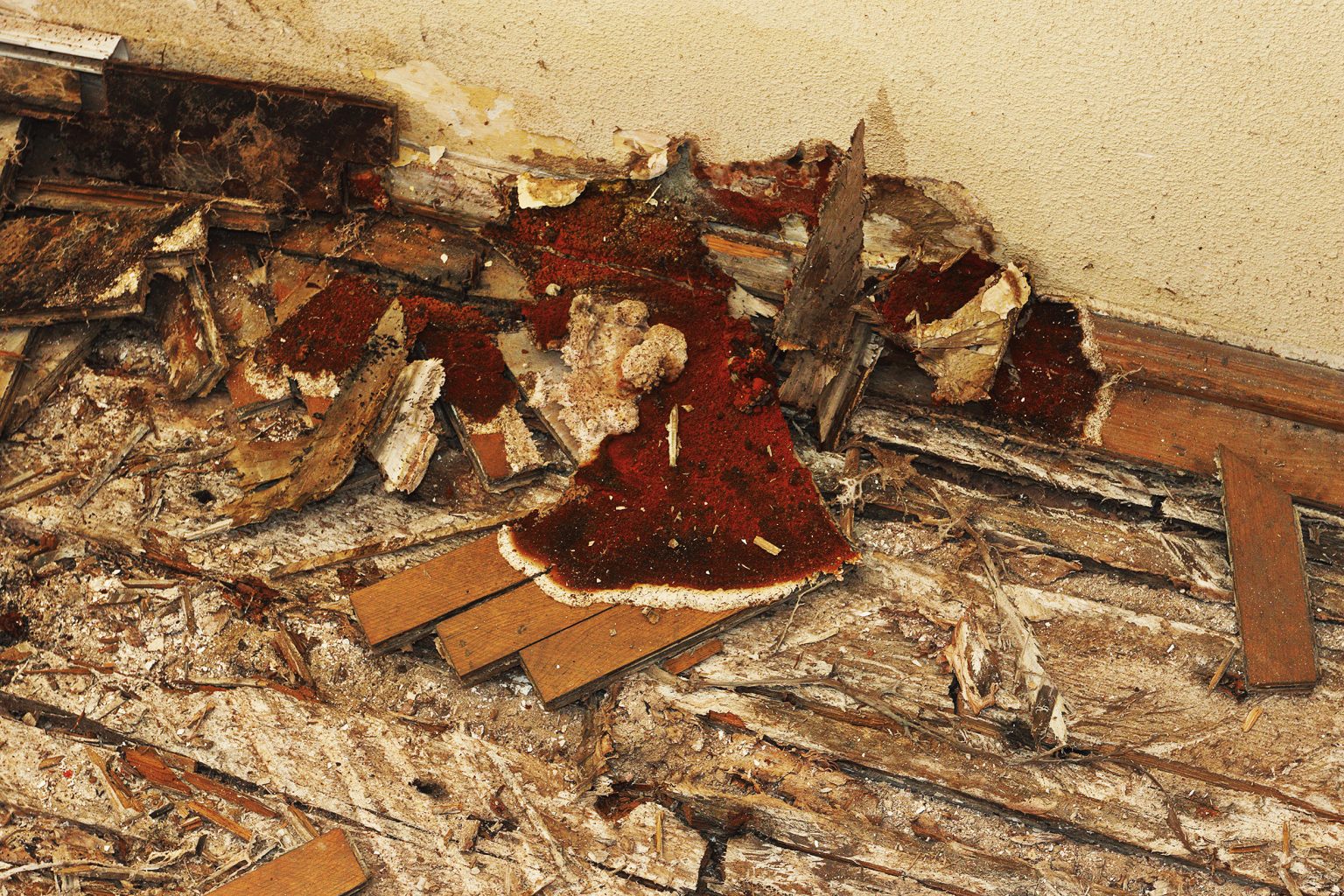 Dry Rot Treatment Services BCP Damp Proofing